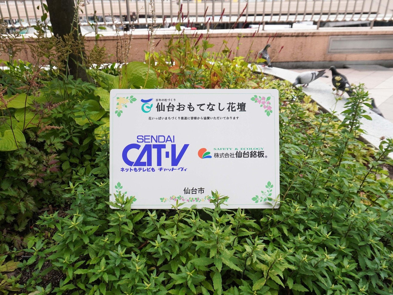 仙台おもてなし花壇の様子